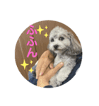 トイプードルとマルプーの日常2（個別スタンプ：4）