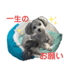 トイプードルとマルプーの日常2（個別スタンプ：6）