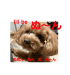 トイプードルとマルプーの日常2（個別スタンプ：8）