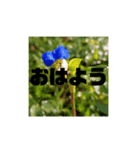 背景付きゴリ文字（個別スタンプ：1）