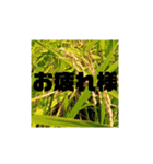 背景付きゴリ文字（個別スタンプ：3）