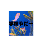 背景付きゴリ文字（個別スタンプ：7）