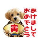 飛び出す！犬のまるちゃん 正月・祝（実写）（個別スタンプ：3）