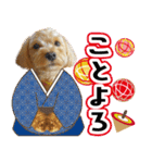 飛び出す！犬のまるちゃん 正月・祝（実写）（個別スタンプ：8）