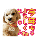 飛び出す！犬のまるちゃん 正月・祝（実写）（個別スタンプ：9）