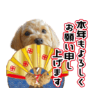 飛び出す！犬のまるちゃん 正月・祝（実写）（個別スタンプ：10）