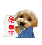 飛び出す！犬のまるちゃん 正月・祝（実写）（個別スタンプ：12）