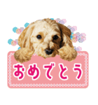 飛び出す！犬のまるちゃん 正月・祝（実写）（個別スタンプ：21）