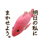 魚のぬいぐるみ（個別スタンプ：31）