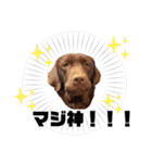 ずんずん茶ラブのあんずパート2（個別スタンプ：1）