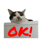 もふもふ仲間（個別スタンプ：1）