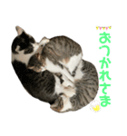 もふもふ仲間（個別スタンプ：3）