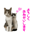もふもふ仲間（個別スタンプ：5）