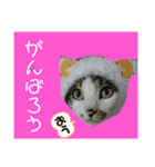 もふもふ仲間（個別スタンプ：12）