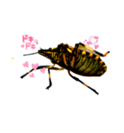 Insect 昆虫君（個別スタンプ：5）