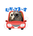 ピコとゆかい仲間スタンプ（個別スタンプ：22）