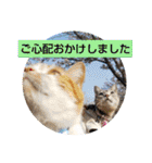 ピコとゆかい仲間スタンプ（個別スタンプ：30）