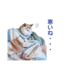 冬の柴犬だい（個別スタンプ：1）