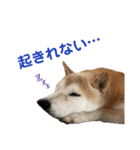 冬の柴犬だい（個別スタンプ：3）