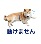 冬の柴犬だい（個別スタンプ：4）