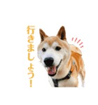 冬の柴犬だい（個別スタンプ：5）