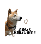 冬の柴犬だい（個別スタンプ：6）