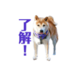 冬の柴犬だい（個別スタンプ：7）