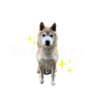 冬の柴犬だい（個別スタンプ：8）