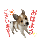 第1弾 レオのスタンプ（個別スタンプ：5）