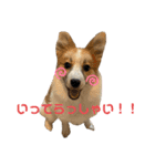 第1弾 レオのスタンプ（個別スタンプ：7）