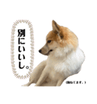 第1弾 レオのスタンプ（個別スタンプ：10）