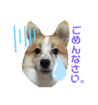 第1弾 レオのスタンプ（個別スタンプ：15）