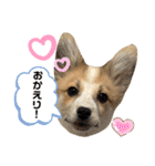 第1弾 レオのスタンプ（個別スタンプ：21）