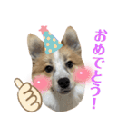 第1弾 レオのスタンプ（個別スタンプ：31）
