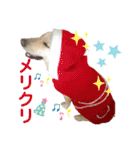 イエローラブラドール③（個別スタンプ：7）