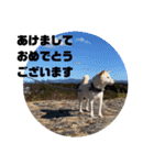 白柴ワン太日常7（個別スタンプ：1）