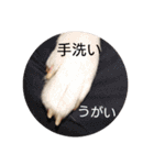白柴ワン太日常7（個別スタンプ：6）