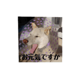 白柴ワン太日常7（個別スタンプ：7）