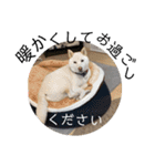 白柴ワン太日常7（個別スタンプ：8）