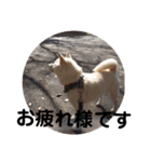 白柴ワン太日常7（個別スタンプ：11）