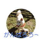 白柴ワン太日常7（個別スタンプ：12）