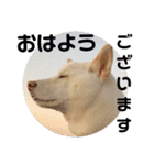 白柴ワン太日常7（個別スタンプ：13）