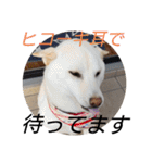 白柴ワン太日常7（個別スタンプ：14）