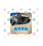 可愛い猫  猫好き集まれ！（個別スタンプ：2）