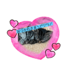 可愛い猫  猫好き集まれ！（個別スタンプ：3）