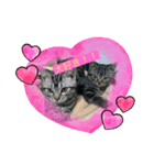 可愛い猫  猫好き集まれ！（個別スタンプ：7）