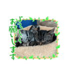 可愛い猫  猫好き集まれ！（個別スタンプ：8）