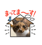 もがっちもこっち（個別スタンプ：5）