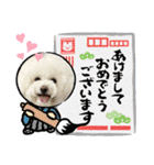 ビションわらび V5（個別スタンプ：4）