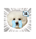 ビションわらび V5（個別スタンプ：6）
